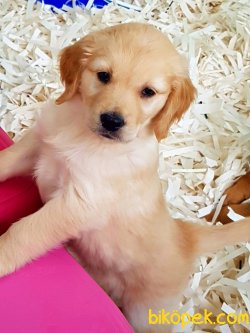 Sevimli GOLDEN RETRIEVER YAVRULARI Kalıteli 1