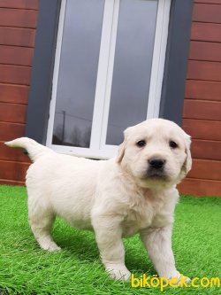 GOLDEN RETRIEVER YAVRULARI Kalıteli 1