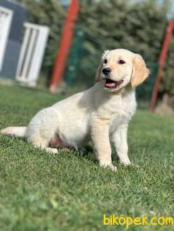 Golden Retriever Yavruları Üst Kalite 3