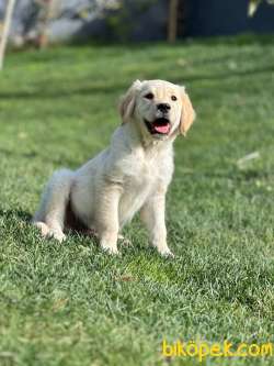 Golden Retriever Yavruları Üst Kalite