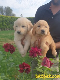 Golden Retriever Yavrularim 1