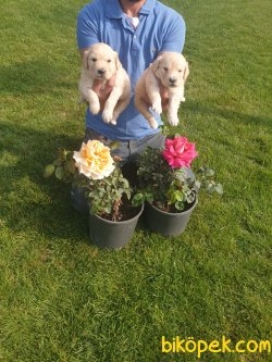 Golden Retriever Yavrularim 4