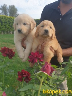 Golden Retriever Yavrularim 2