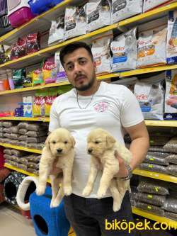 Golden Retriever Yavrularımız Evinizin Neşesi Olacaktır 2