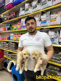 Golden Retriever Yavrularımız Evinizin Neşesi Olacaktır 4