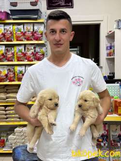 Golden Retriever Yavrularımız Evinizin Neşesi Olacaktır 3
