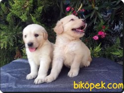 Golden Retriever Yavrusu 3