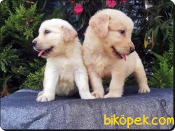 Golden Retriever Yavrusu 2