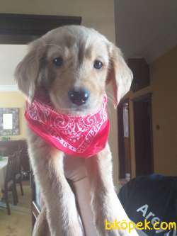 Golden Retriever Yavrusu 3