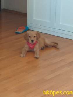 Golden Retriever Yavrusu 1