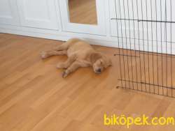 Golden Retriever Yavrusu 2