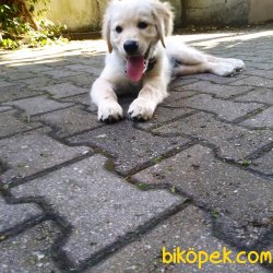 GOLDEN RETRİVER KÜT BURUN ERKEK 5