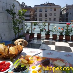 GOLDEN RETRİVER KÜT BURUN ERKEK 2