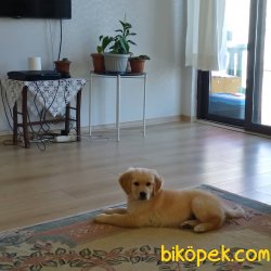 GOLDEN RETRİVER KÜT BURUN ERKEK 4