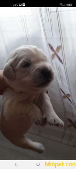 Golden Safkan Babyface 1