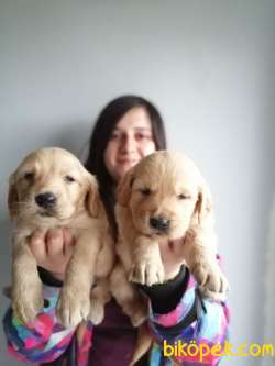 Golden Yavru (Bursa Köpek Okulu) 2