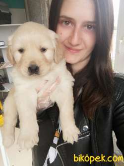 Golden Yavru (Bursa Köpek Okulu) 3