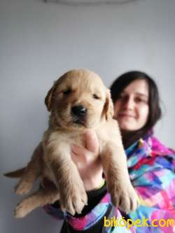 Golden Yavru (Bursa Köpek Okulu) 1