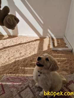 Golden Yavru Köpek Yuvasını Arıyor 5