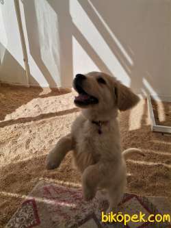 Golden Yavru Köpek Yuvasını Arıyor 4