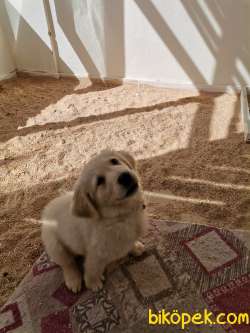 Golden Yavru Köpek Yuvasını Arıyor 3