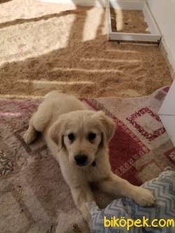 Golden Yavru Köpek Yuvasını Arıyor 2