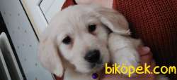Golden Yavru Köpek Yuvasını Arıyor 1