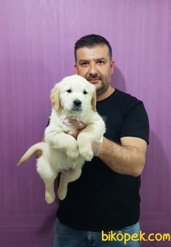 Golden Yavrular 2