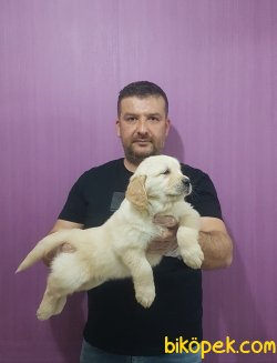 Golden Yavrular 4