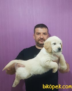 Golden Yavrular 3