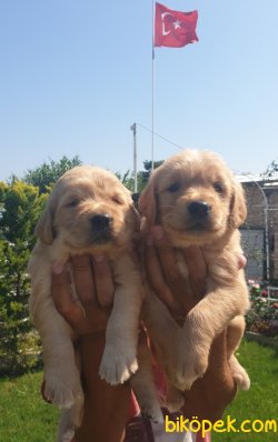 Golden Yavrular Harika Üretim 2