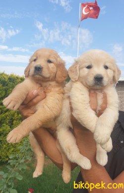 Golden Yavrular Harika Üretim 5