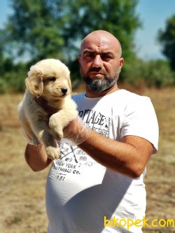 GOLDEN YAVRULARI 5