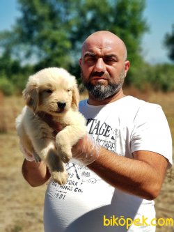 GOLDEN YAVRULARI 1