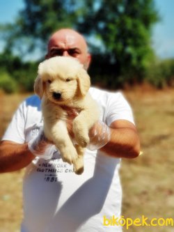 GOLDEN YAVRULARI 4