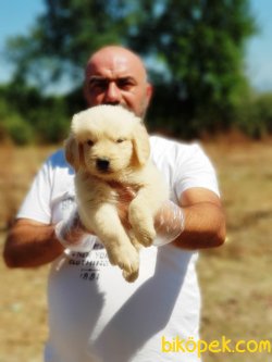 GOLDEN YAVRULARI 3