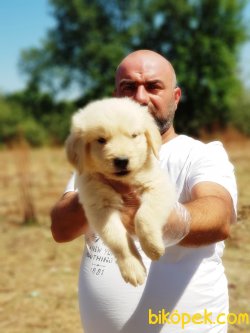 GOLDEN YAVRULARI 2