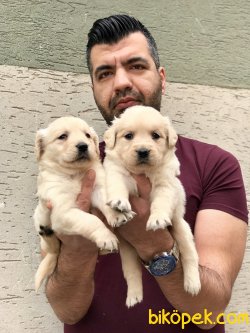 Golden Yavrularımız 1