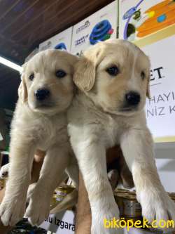 Golden Yavrularimiz Irk Ve Saglik Garantisi Veriyoruz Sözleşmeli 4