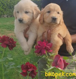 Golden Yavrusu Bursa İstanbul İzmir Ankara 1