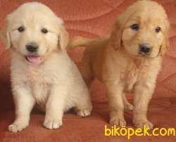 Golden Yavrusu Bursa İstanbul İzmir Ankara 2