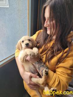 Golden Yavrusu (Bursa Köpek Okulu) 2