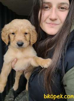 Golden Yavrusu (Bursa Köpek Okulu) 4