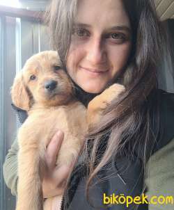 Golden Yavrusu (Bursa Köpek Okulu) 2