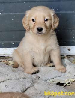 Golden Yavrusu (Bursa Köpek Okulu) 3