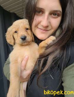 Golden Yavrusu (Bursa Köpek Okulu) 1