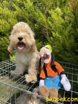 Goldendoodle Dizayn Nadir Irk Dünyaca Ünlü Köpekler 2