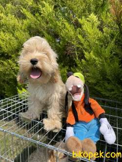 Goldendoodle Dizayn Nadir Irk Dünyaca Ünlü Köpekler 3