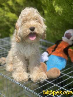 Goldendoodle Dizayn Nadir Irk Dünyaca Ünlü Köpekler 1