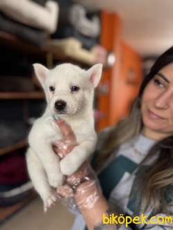 Gönüllerin Fethi Beyaz Husky 4